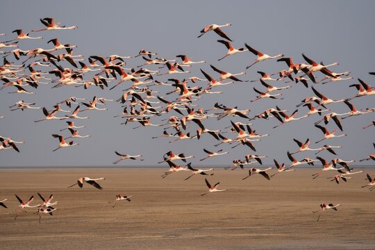 Flock of Lesser Flamingos State bird of Gujarat from Wetlands of Khadir Island, Greater Rann of Kutch, India  