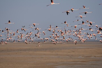 Flock of Lesser Flamingos State bird of Gujarat from Wetlands of Khadir Island, Greater Rann of Kutch, India  