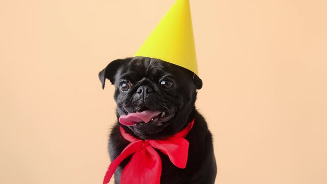Portrait cute little black pug dog wearing birthday costume with hat and red bow looking at camera on studio background. Funny pet puppy.