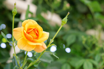 瑞々しいカラフルな満開の薔薇