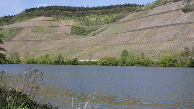 Die Mosel in der N&auml;he von Longuich