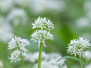Closeup of the blossoms of wild garlic