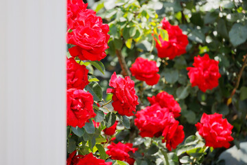 Obraz premium 瑞々しいカラフルな満開の薔薇