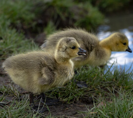 Baby gosling geese in British springtime