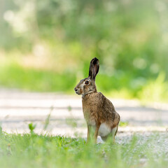 A European hare on a small road in the forest