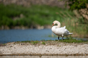 A mute swan standing on a small island of a river