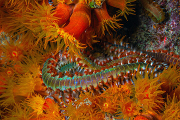 The bearded fireworm ,Hermodice carunculata,  marine, bristleworm