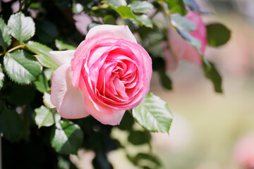 瑞々しいカラフルな満開の薔薇