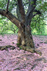 Japanese cherry tree in spring