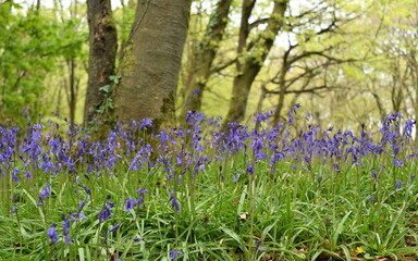 Bluebells flowering in Unity Woods, Cornwall.