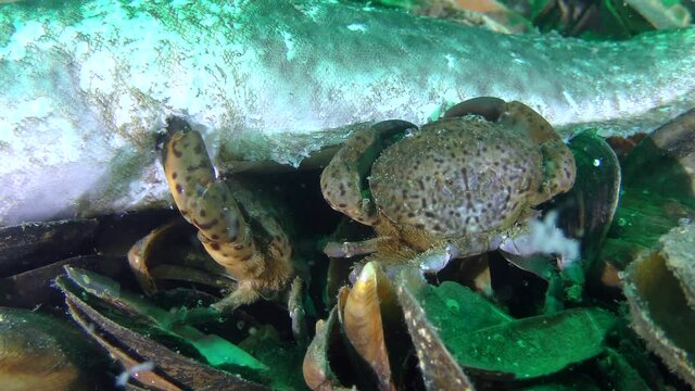 Several Jaguar round crab (Xantho poressa) eat dead fish, close-up.