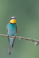 The beautiful Bee eater (Merops apiaster)