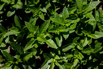 Obraz premium A bush of fresh natural mint in the lcch of the spring morning sun. Top view.