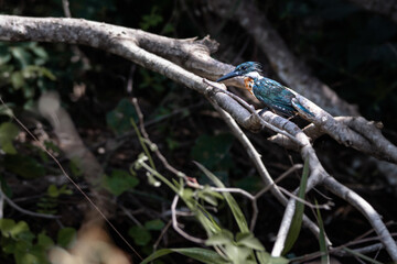 Ringed Kingfisher perched on a tree branch in the woods, under the sunlight