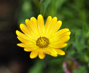 yellow daisy flower