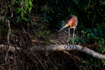 Rufescent Tiger-Heron perched on branch, fishing on the river bank inside the forest