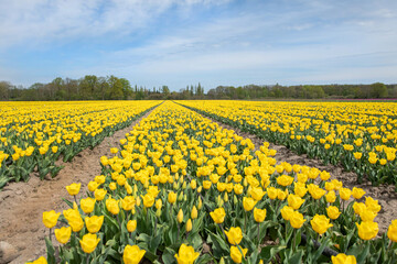 Gelb blühendes Tulpenfeld / Holland Tulpen