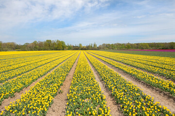 Fototapeta na wymiar Gelb blühendes Tulpenfeld / Holland Tulpen
