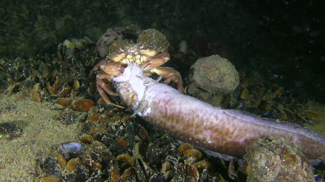 Green crab or Shore crab (Carcinus maenas) is trying to tear a piece of meat from dead fish.