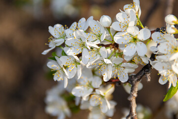 white plum blossom
