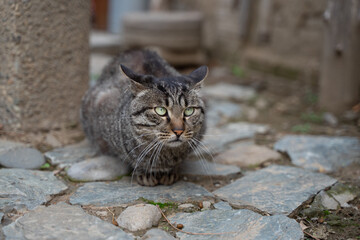 Tabby cat resting in the yard