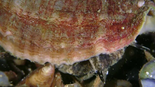 Invasive species: Veined Rapa Whelk (Rapana venosa) crawls along the bottom, close-up.