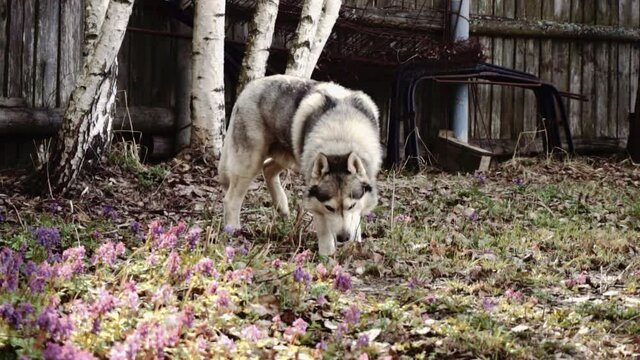 The dog husky is white gray, plays outdoors. Haska, blue eyes, wolf, husky. The concept of action, movement, love and animal care