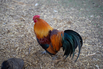 A rooster walking on the ground