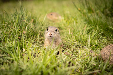 Naklejka na ściany i meble A small curious ground squirrel peeks out of the grass. He's trying to find food.