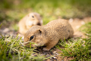 Small ground squirrels are fed in a meadow.