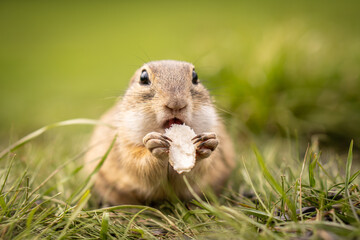 Naklejka na ściany i meble A little ground squirrel eats goodies in a meadow.