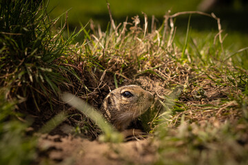 A small curious ground squirrel peeks out of the grass. He's trying to find food.