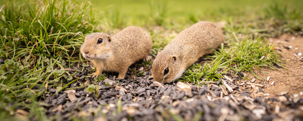 Banner small ground squirrels are fed in a meadow.