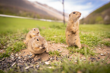 Small ground squirrels are fed in a meadow.