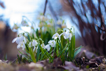spring flowers snowdrops