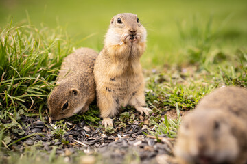 Naklejka na ściany i meble Small ground squirrels are fed in a meadow.