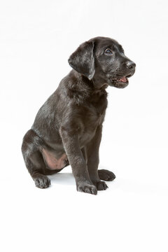 Pratende pup