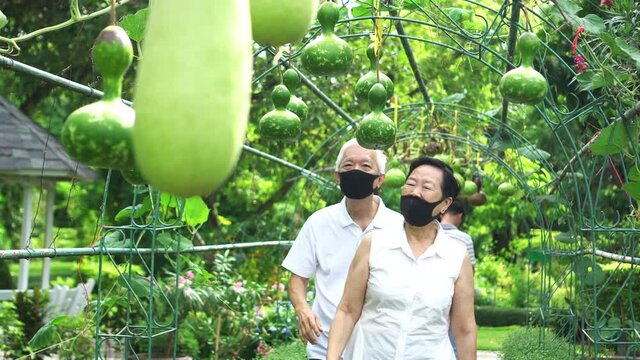 Asian senior couple checking on Calabash farm green organic vegetable