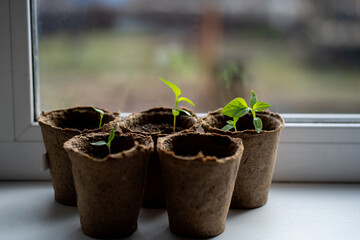 Pepper seedlings in peat pots on the windowsill