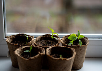 Pepper seedlings in peat pots on the windowsill