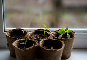 Pepper seedlings in peat pots on the windowsill