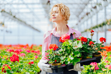 Portrait of smiling female gardener holding potted plants inside greenhouse