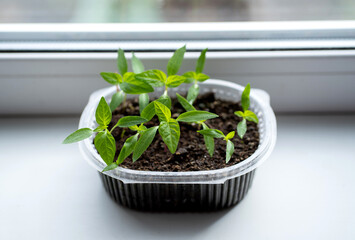 Pepper seedlings in a plastic container on a windowsill