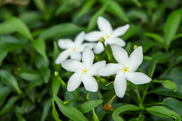 Obraz na płótnie Canvas Jasmine Flowers, Sampaguita, Jasminum sambac, Natural background
