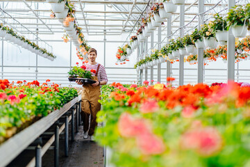 Working with flowers concept. Handsome man gardener in uniform carrying plants geranium flowers in boxes in orangery or greenhouse. - obrazy, fototapety, plakaty