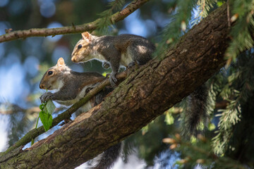 Funny young squirrels playing together