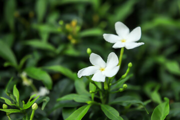 Jasmine Flowers, Sampaguita, Jasminum sambac, Natural background