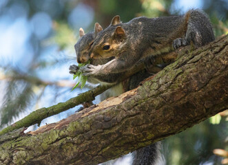 Funny young squirrels playing together