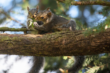 Funny young squirrels playing together