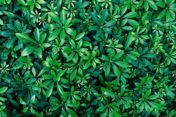 tropical green leaf pattern background, Natural background